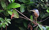 Striated Heron